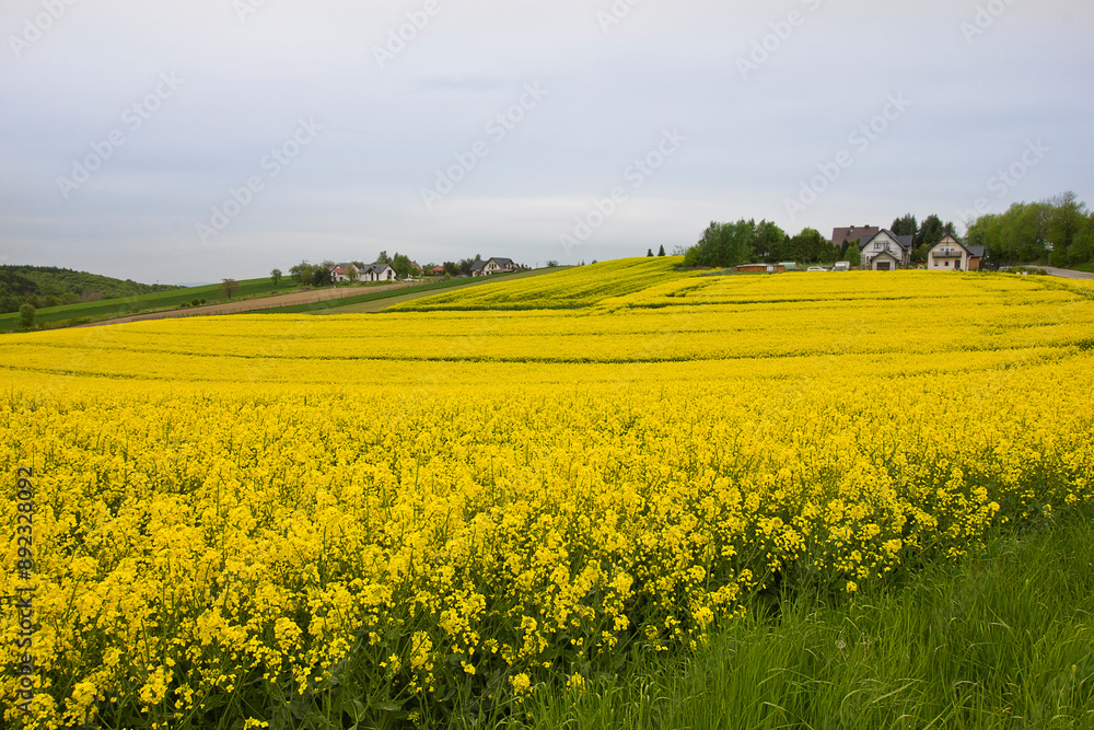 field of yellow rapeseed in bloom against a cloudy sky field of yellow rapeseed in bloom against a cloudy sky