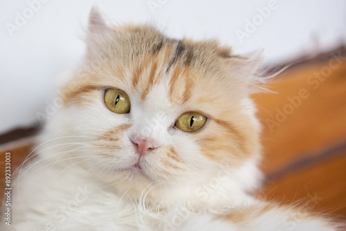 Scottish Fold Cat is sitting comfortably in the living room.The Scottish Fold is a distinctive breed of domestic cat.