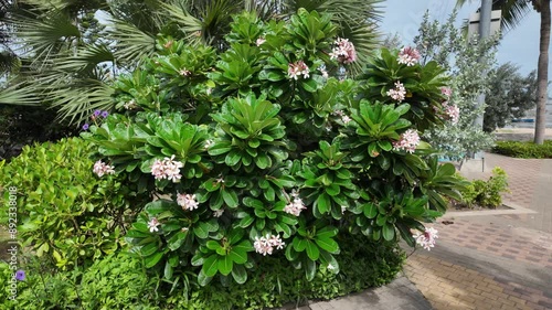 Wallpaper Mural Various lush green plants, palm trees, and white flowers Torontodigital.ca