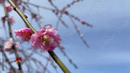 愛鷹広域公園の桜_03