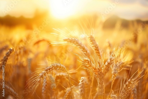 Ripe cereal grains in field. Wheat field. Rural Scenery under Shining Sunlight