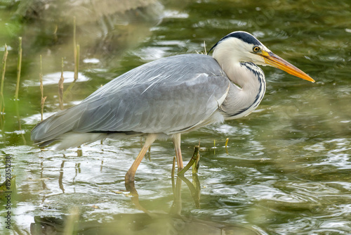 grey heron (Ardea cinerea) hunting for food on the shore of the Ijsselmeer in the Netherlands photo