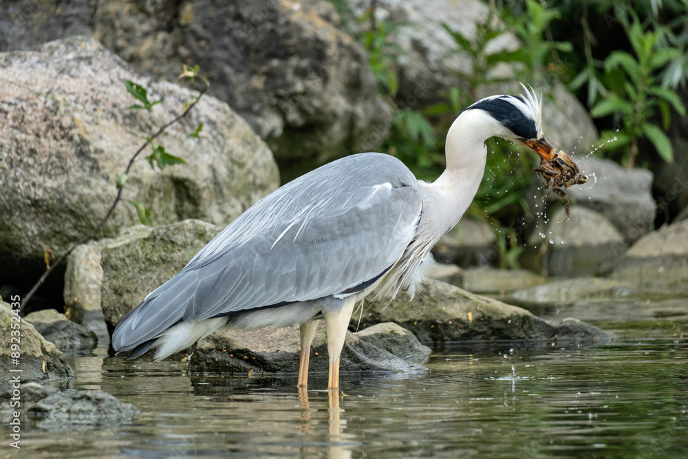 grey heron (Ardea cinerea) with captured crab on the shore of the Ijsselmeer in the Netherlands grey heron (Ardea cinerea) with captured crab on the shore of the Ijsselmeer in the Netherlands
