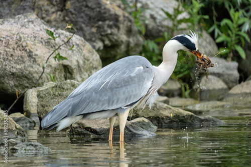 grey heron (Ardea cinerea) with captured crab on the shore of the Ijsselmeer in the Netherlands photo