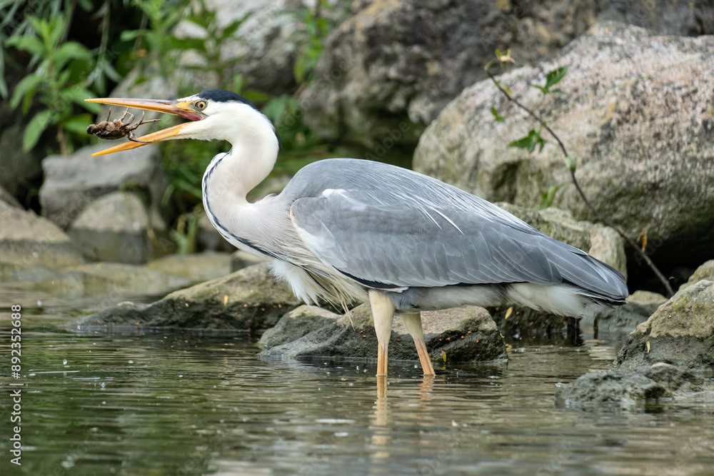 grey heron (Ardea cinerea) with captured crab on the shore of the Ijsselmeer in the Netherlands grey heron (Ardea cinerea) with captured crab on the shore of the Ijsselmeer in the Netherlands