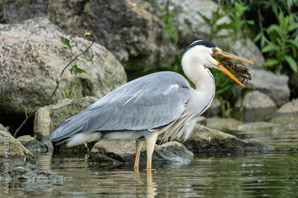grey heron (Ardea cinerea) with captured crab on the shore of the Ijsselmeer in the Netherlands grey heron (Ardea cinerea) with captured crab on the shore of the Ijsselmeer in the Netherlands