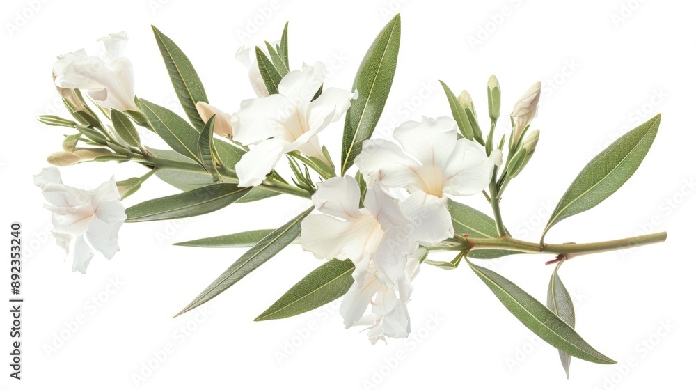 A close-up shot of a single white flower growing on a branch, with a simple green stem and delicate petals A close-up shot of a single white flower growing on a branch, with a simple green stem and delicate petals