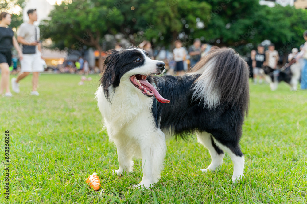 Playful border collie follows owner to the meadow for a pleasant weekend afternoon Playful border collie follows owner to the meadow for a pleasant weekend afternoon