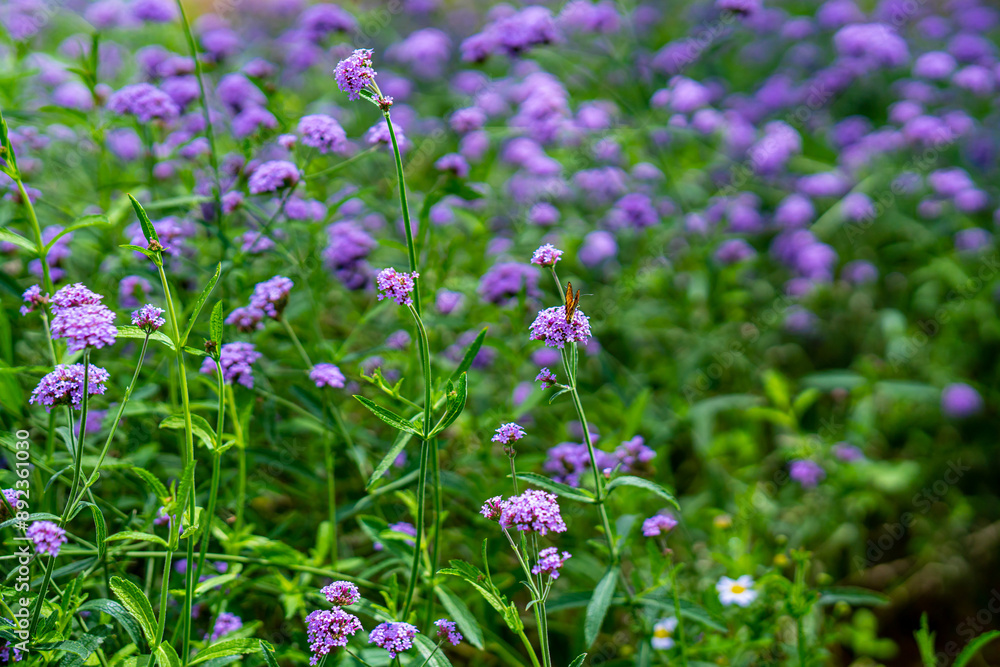 Blurred background, purple inflorescence of lavender buds, flower field Blurred background, purple inflorescence of lavender buds, flower field