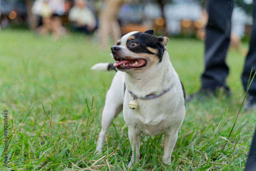 a happy chihuahua joyfully walking through a lush grassy field. With its energetic and playful demeanor, the small dog exudes a sense of excitement and curiosity as it explores the outdoors a happy chihuahua joyfully walking through a lush grassy field. With its energetic and playful demeanor, the small dog exudes a sense of excitement and curiosity as it explores the outdoors