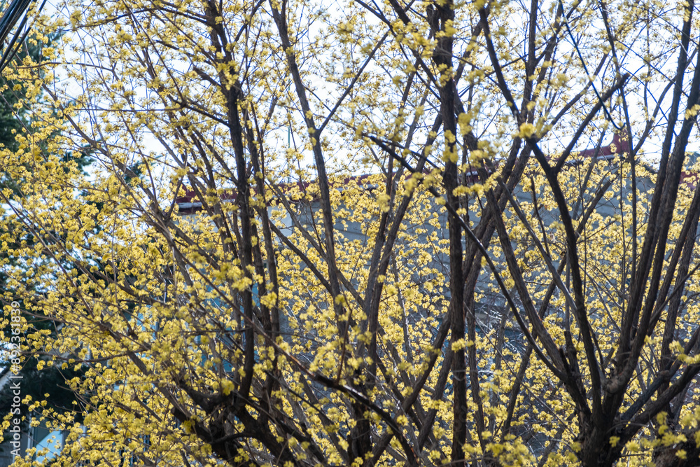 A close-up of tree branches densely covered with small yellow blossoms, set against a blurred background of buildings A close-up of tree branches densely covered with small yellow blossoms, set against a blurred background of buildings