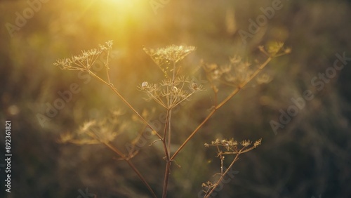 фотографія Evening autumn nature background, beautiful meadow dandelion flowers in field on orange sunset