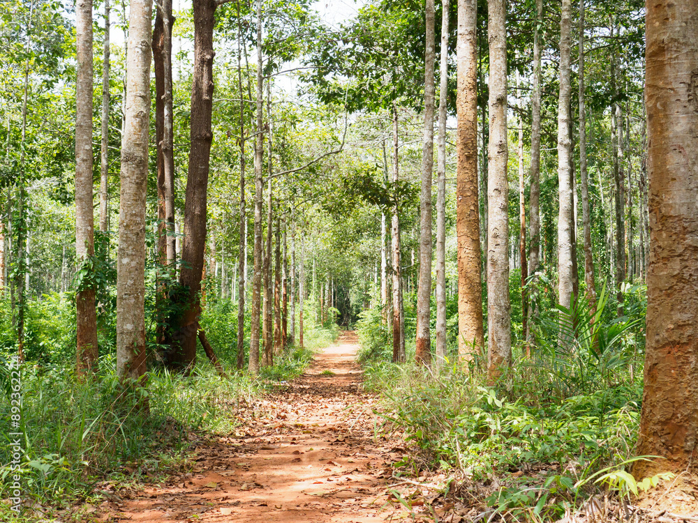 Dipterocarpus alatus roxb tree planting plot Dipterocarpus alatus roxb tree planting plot
