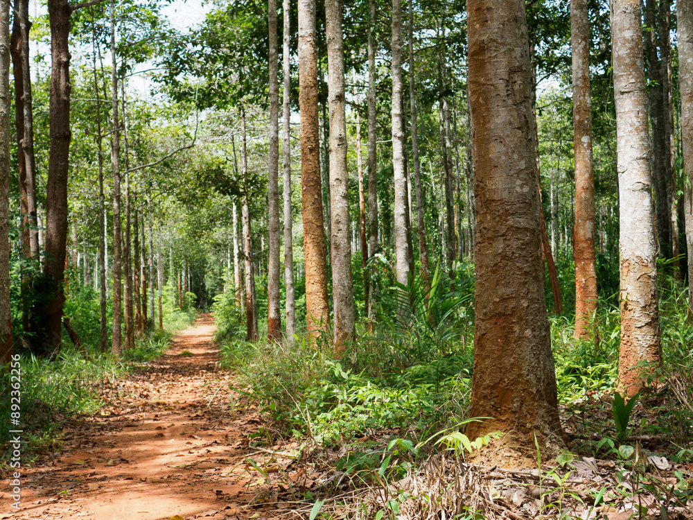 Obraz premium Dipterocarpus alatus roxb tree planting plot