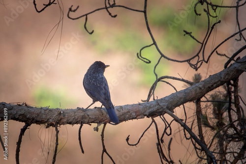 blue whistling thrush or Myophonus caeruleus in Binsar in Uttarakhand, India photo