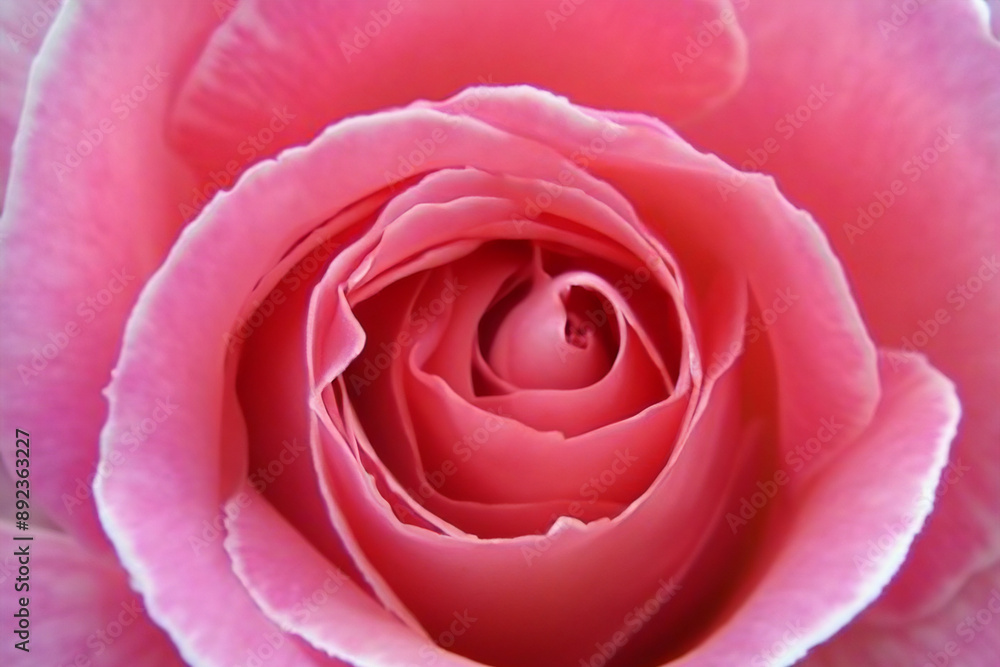 roses and flowers in the garden. tenderness. Rose flower white concept. Delicate pink roses on a white table. Pink roses and lilies are delicate and delicate flowers that lifestyle tenderness roses and flowers in the garden. tenderness. Rose flower white concept. Delicate pink roses on a white table. Pink roses and lilies are delicate and delicate flowers that lifestyle tenderness