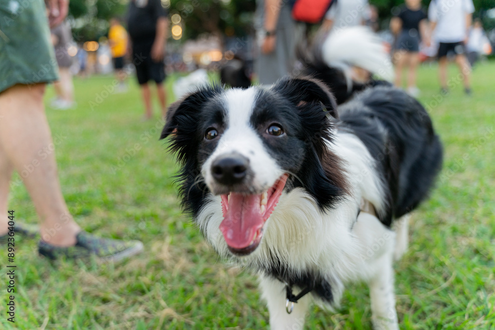 Playful border collie follows owner to the meadow for a pleasant weekend afternoon Playful border collie follows owner to the meadow for a pleasant weekend afternoon