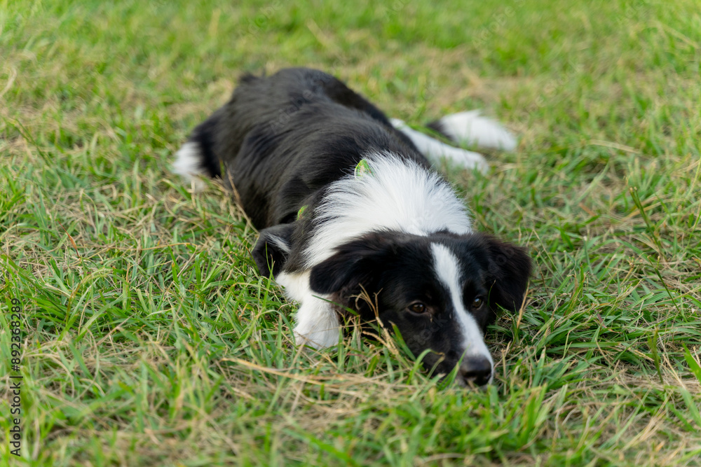 Playful border collie follows owner to the meadow for a pleasant weekend afternoon Playful border collie follows owner to the meadow for a pleasant weekend afternoon