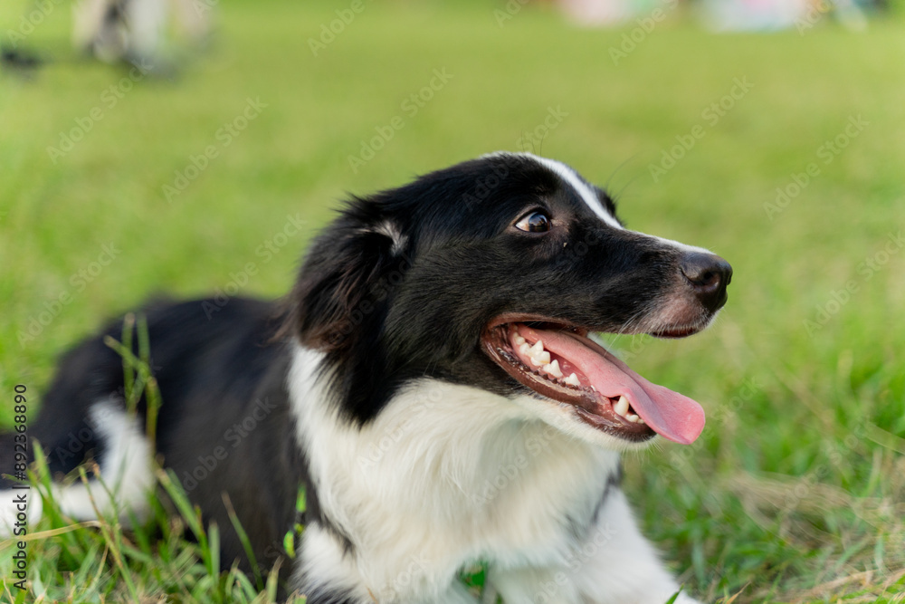Playful border collie follows owner to the meadow for a pleasant weekend afternoon Playful border collie follows owner to the meadow for a pleasant weekend afternoon