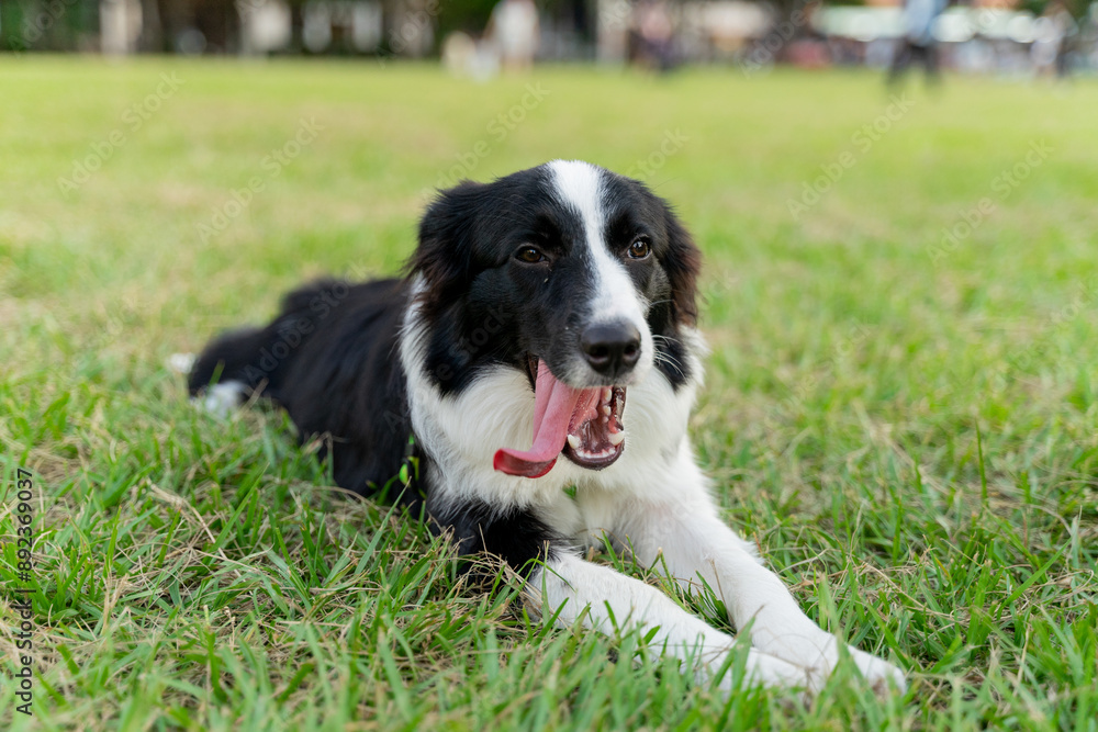 Playful border collie follows owner to the meadow for a pleasant weekend afternoon Playful border collie follows owner to the meadow for a pleasant weekend afternoon