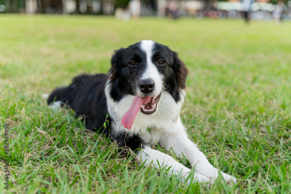 Playful border collie follows owner to the meadow for a pleasant weekend afternoon Playful border collie follows owner to the meadow for a pleasant weekend afternoon