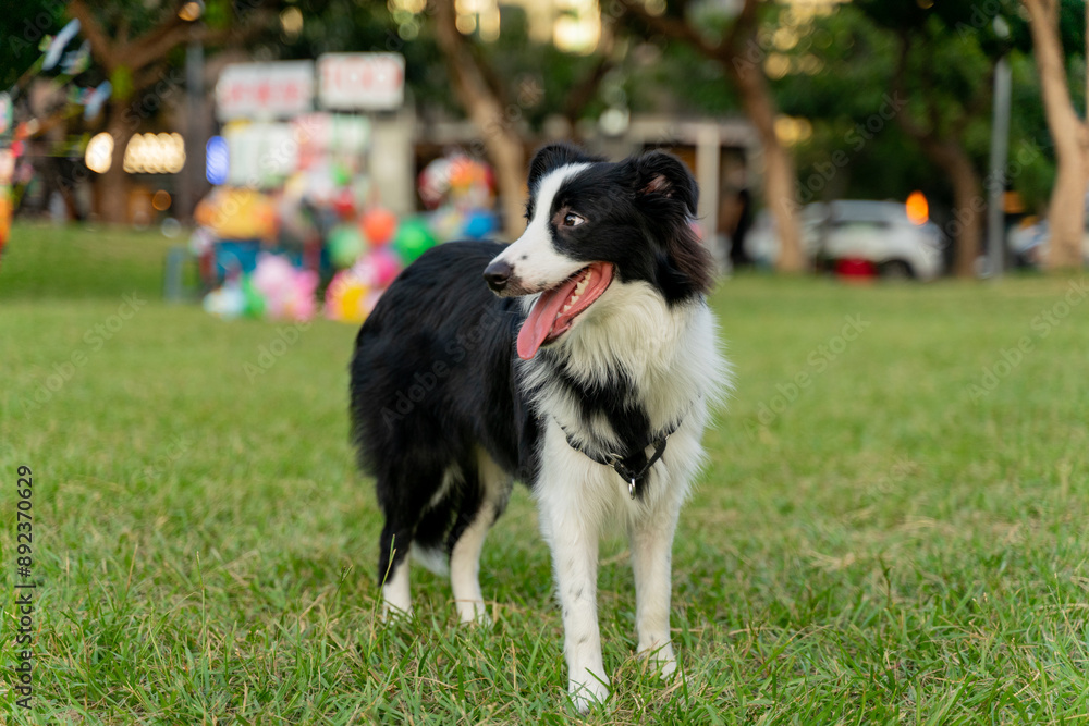 A Border Collie joyfully wanders across a lush green field, its black-and-white fur shining under the warm sunlight. With its tail wagging and a lively expression, A Border Collie joyfully wanders across a lush green field, its black-and-white fur shining under the warm sunlight. With its tail wagging and a lively expression,