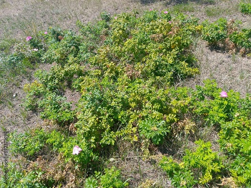 field of vegetables