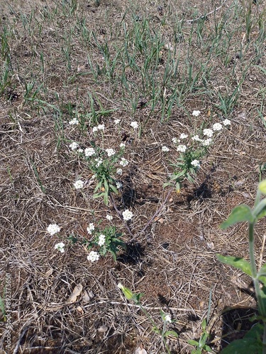 grass in the ground