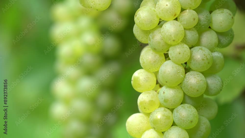 A cluster of green grapes hangs from a vine, with a blurred background of green foliage.
