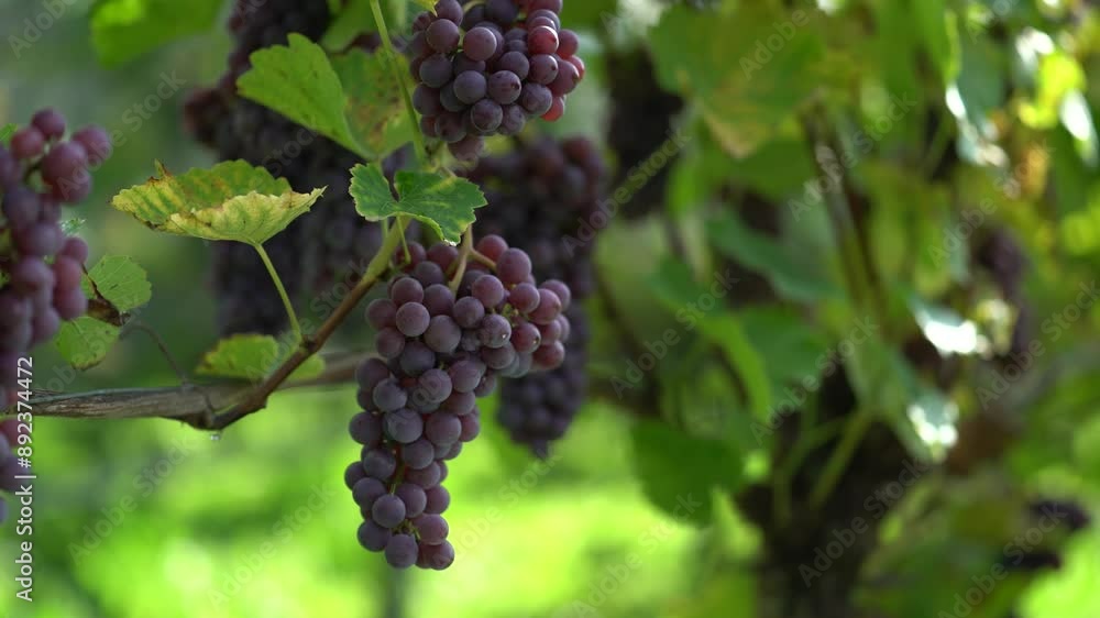 custom made wallpaper toronto digitalClose-up of a cluster of ripe grapes hanging from a vine. The grapes are dark purple and the vine is surrounded by lush green leaves. The sun is shining brightly and a single drop of water drips from