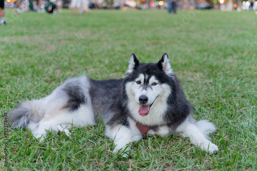 The happy husky took advantage of the weekend afternoon to spend a happy afternoon with his owner on the grass in the park