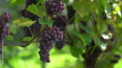 Wallpaper Mural Close-up of a cluster of ripe grapes hanging from a vine. The grapes are dark purple and the vine is surrounded by lush green leaves. The sun is shining brightly and a single drop of water drips from  Torontodigital.ca