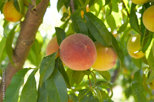 Fresh Ripe Peach fruits on a tree branch with leaves closeup, A bunch of ripe Peaches on a branch, Ripe delicious fruit peaches on the tree, Ripe sweet peach fruitson a tree, Chakwal, Punjab, Pakistan photo