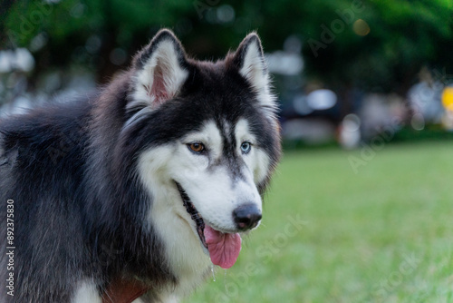 The happy husky took advantage of the weekend afternoon to spend a happy afternoon with his owner on the grass in the park