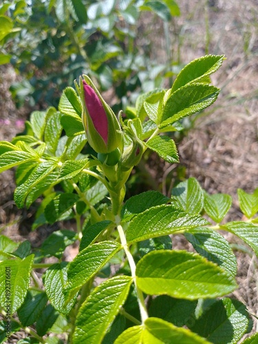 red and green plant