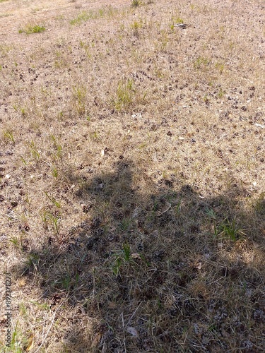 grass in a field