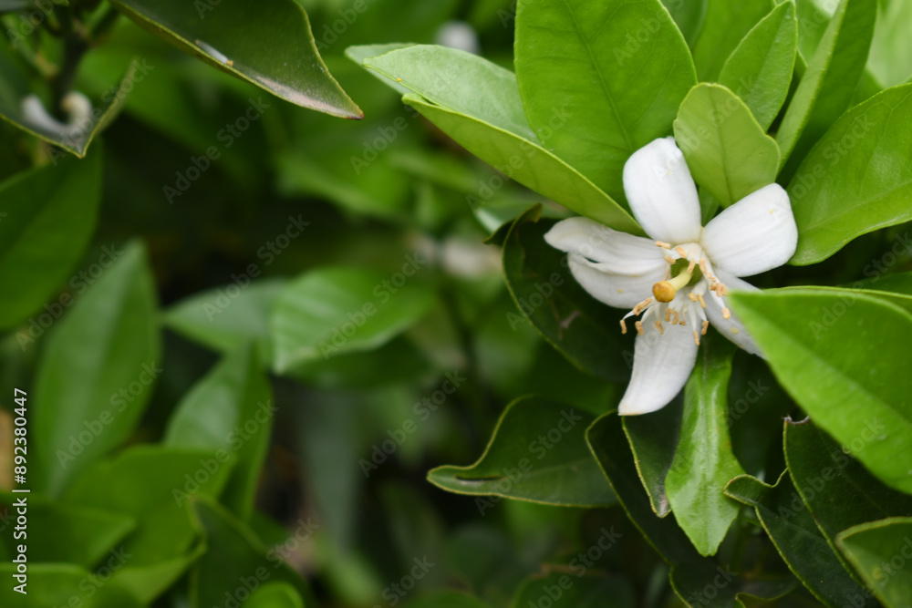 White little flower on orange tree, Blossoming orange tree flowers, closeup of Orange tree branches with white flowers, buds and leaves, Chakwal, Punjab, Pakistan White little flower on orange tree, Blossoming orange tree flowers, closeup of Orange tree branches with white flowers, buds and leaves, Chakwal, Punjab, Pakistan