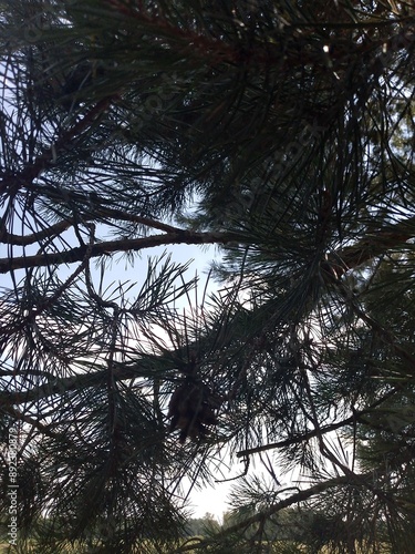 sky and tree
