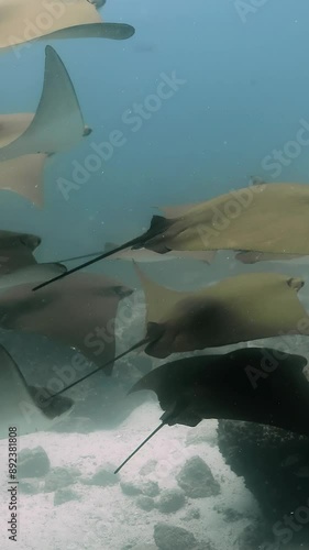 School of Golden cownose rays schooling over seabed on vertical video. photo