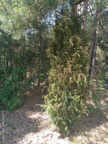 path in the woods