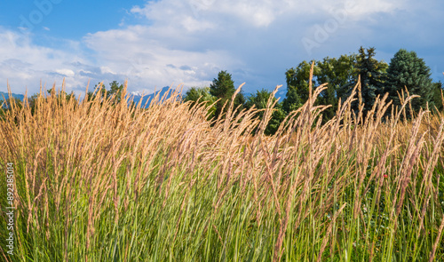 feather grass in the botanical garden photo