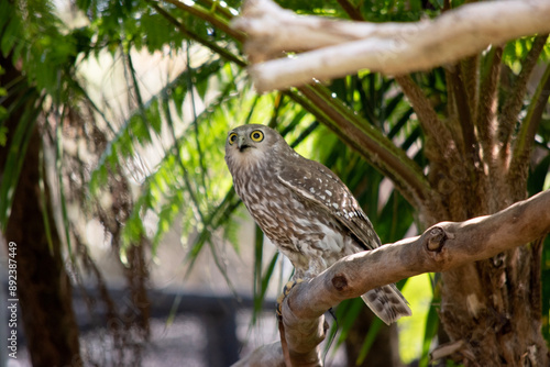 Foto The barking owl has bright yellow eyes and no facial-disc