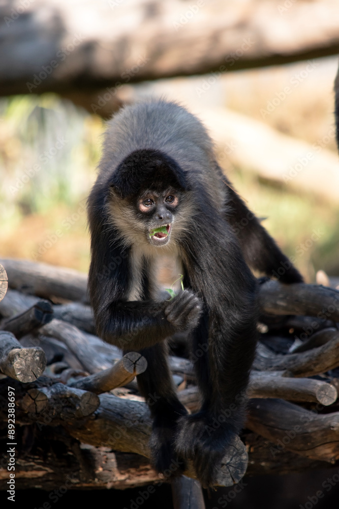 The black-handed spider monkey has black or brown fur with hook-like hands and a prehensile tail. The black-handed spider monkey has black or brown fur with hook-like hands and a prehensile tail.