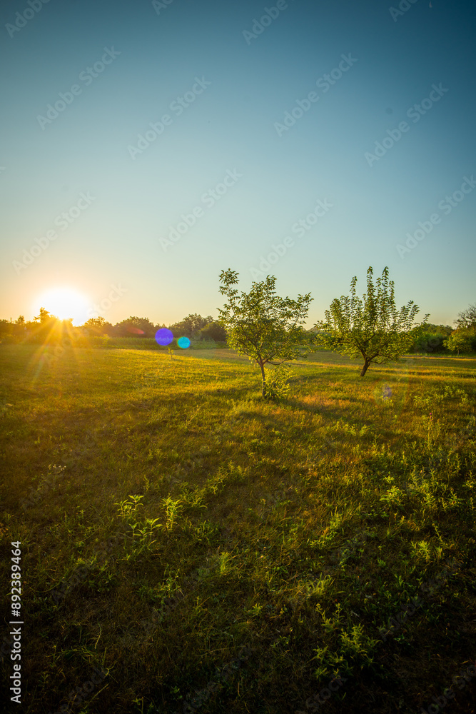 Obraz premium Sunrise in the village . Landscape in golden hour . Trees and grass , golden sunrise . Sunny morning . Forest with sun . Beautiful landscapes 