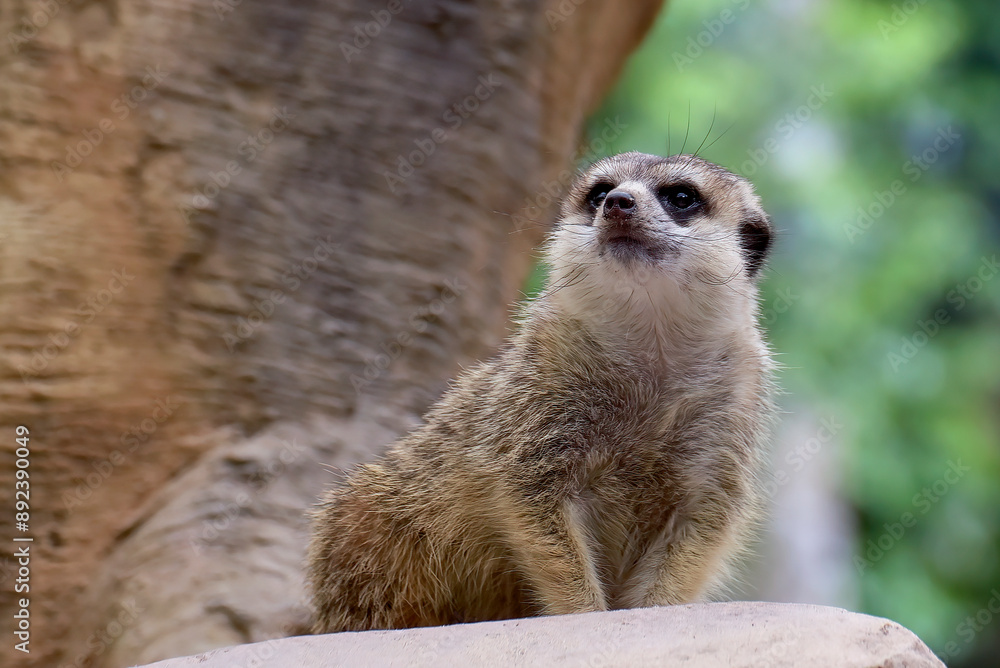 Fototapeta premium Portrait of a meerkat standing on a big rock