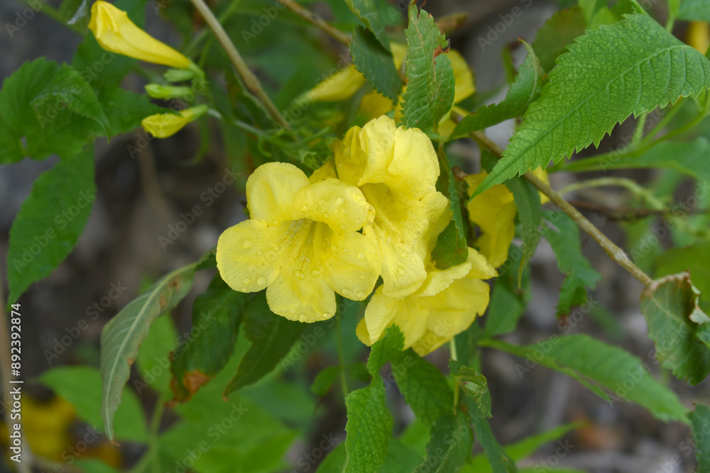 Fototapeta premium Yellow trumpetbush (Tecoma stans) Called Yellow bell or Yellow Elder Flower, trumpet flower, Beautiful bunch of yellow flowers closeup with green leaves Background, tecoma stans