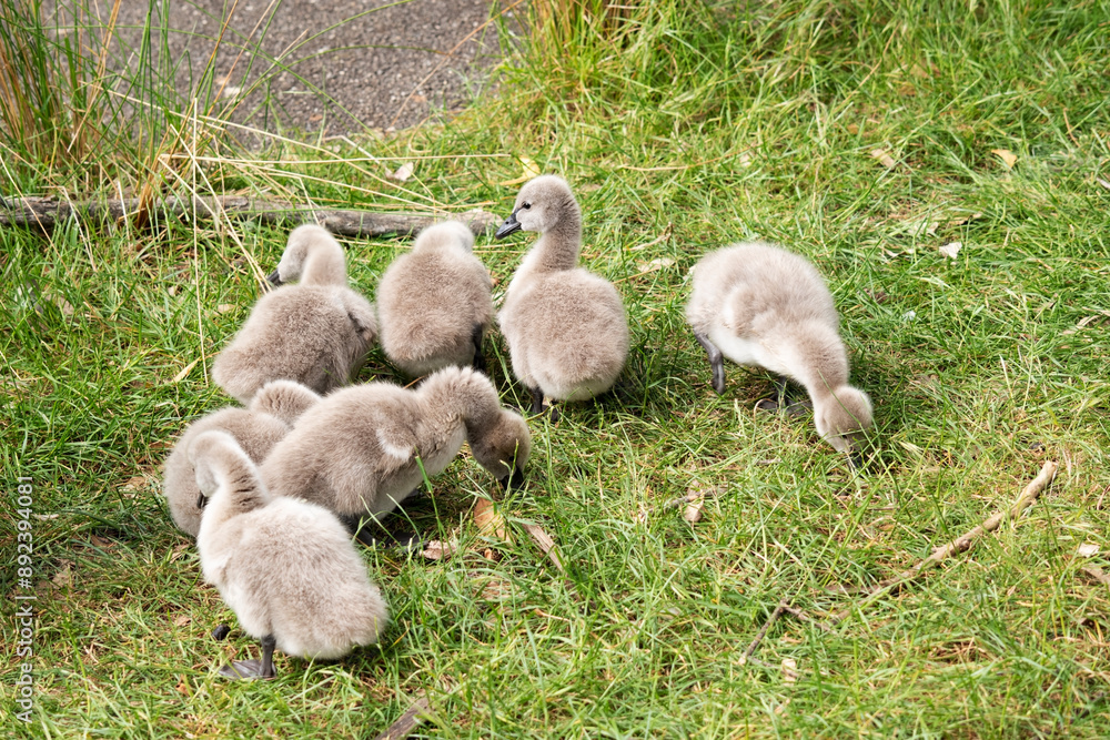 Cygnets are grey when they hatch with black beaks and gradually turn black over the first six months at which time they learn to fly. Cygnets are grey when they hatch with black beaks and gradually turn black over the first six months at which time they learn to fly.