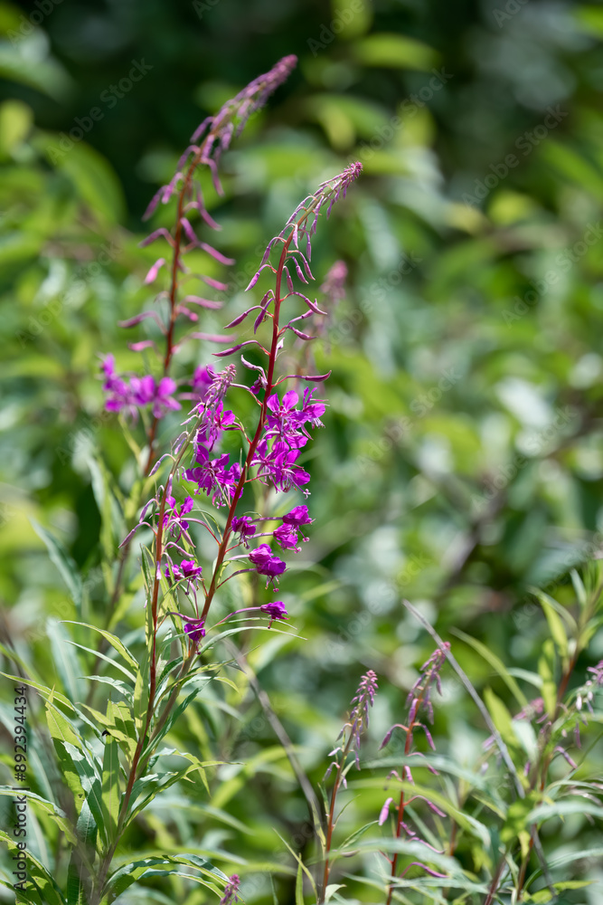 close-up of beautiful pink purple flowers of Fireweed (Chamaenerion angustifolium) also known as Rosebay willowherb close-up of beautiful pink purple flowers of Fireweed (Chamaenerion angustifolium) also known as Rosebay willowherb