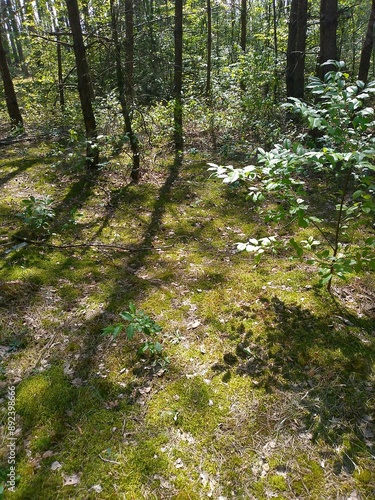 path in the forest