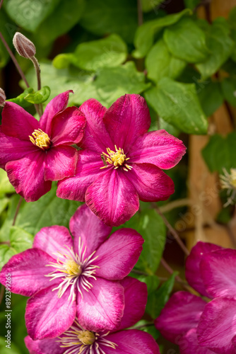 close-up of beautiful deep purple flower of a clematis Etoile Violet in summer bloom